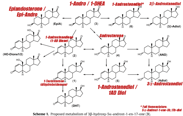 1-Andro Metabolism: A study has shown that there are twelve byproducts of 1-Andro's metabolism.<sup>[4]</sup> Many of them anabolic, but some may be estrogenic. Blood tests are highly encouraged. Credit to shortythree on the bodybuilding.com forums for helping decipher some of these molecules! *We believe compound (6) is related to 1AD but isn't exactly the same thing.