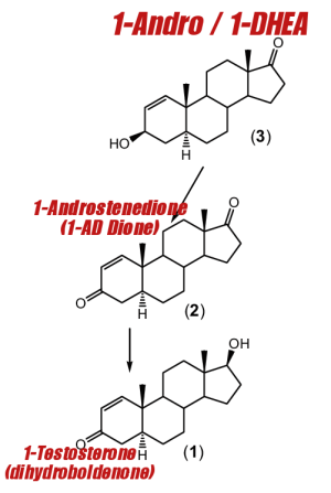 1-Testosterone Synthesis: So our goal is to get a boost of 1-Testosterone in our systems. This pathway using 1-Andro is one such way to get there!<sup>[4]</sup>