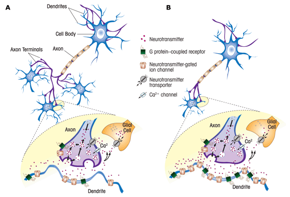 Aniracetam Cholinergic Mechanism