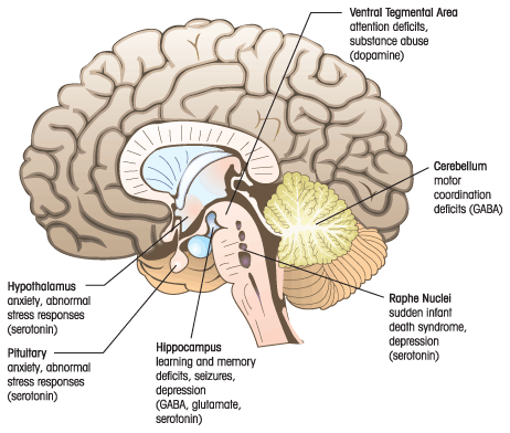 Aniracetam is Neuroprotective on the Brain