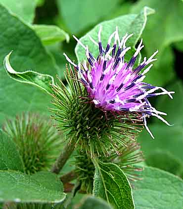 Burdock