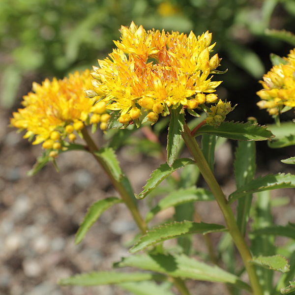 Rhodiola Images Courtesy Wikimedia Commons