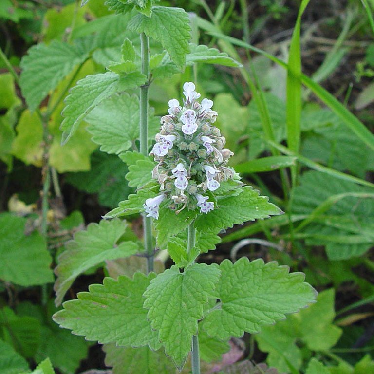 List 90+ Pictures Images Of Catnip Plant Completed