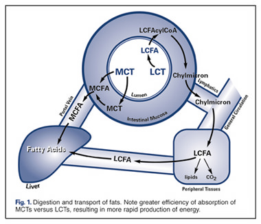 Medium-chain triglycerides and digestion