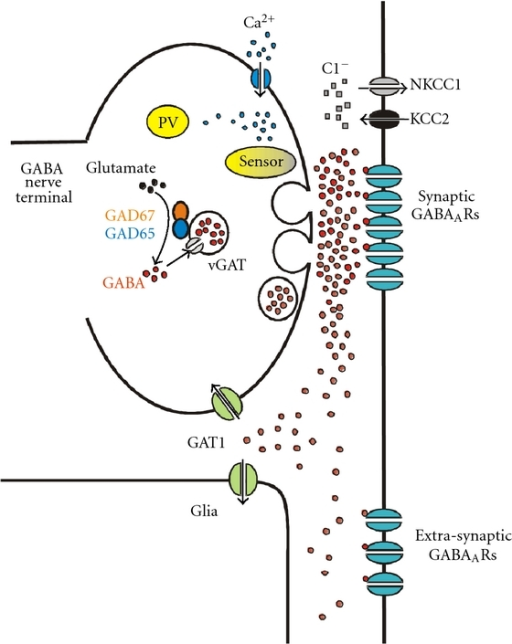 GABA counters glutamate, one of your “upper” neurotransmitters.