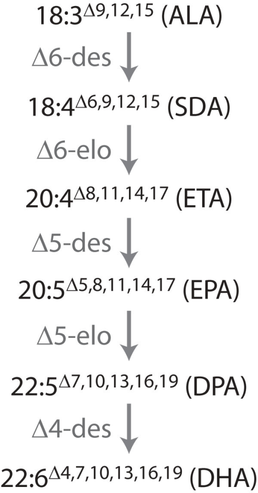 Unfortunately, the ALA in hemp protein does not convert very well to DHA and EPA, making it a less useful omega-3 source compared to fish oil.