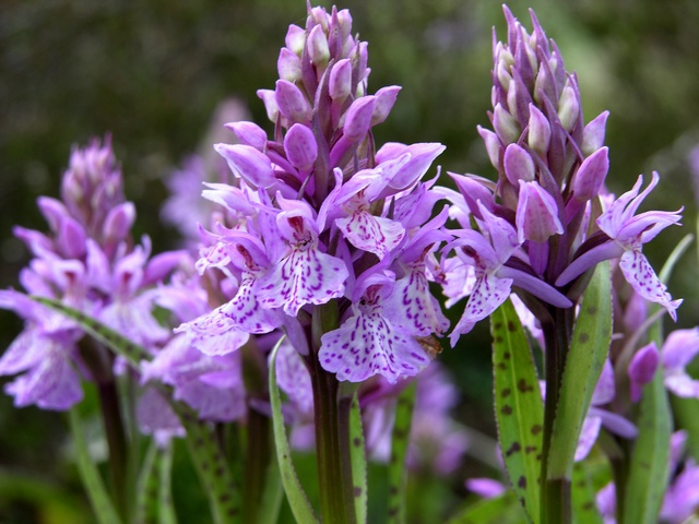 Orchis Flower