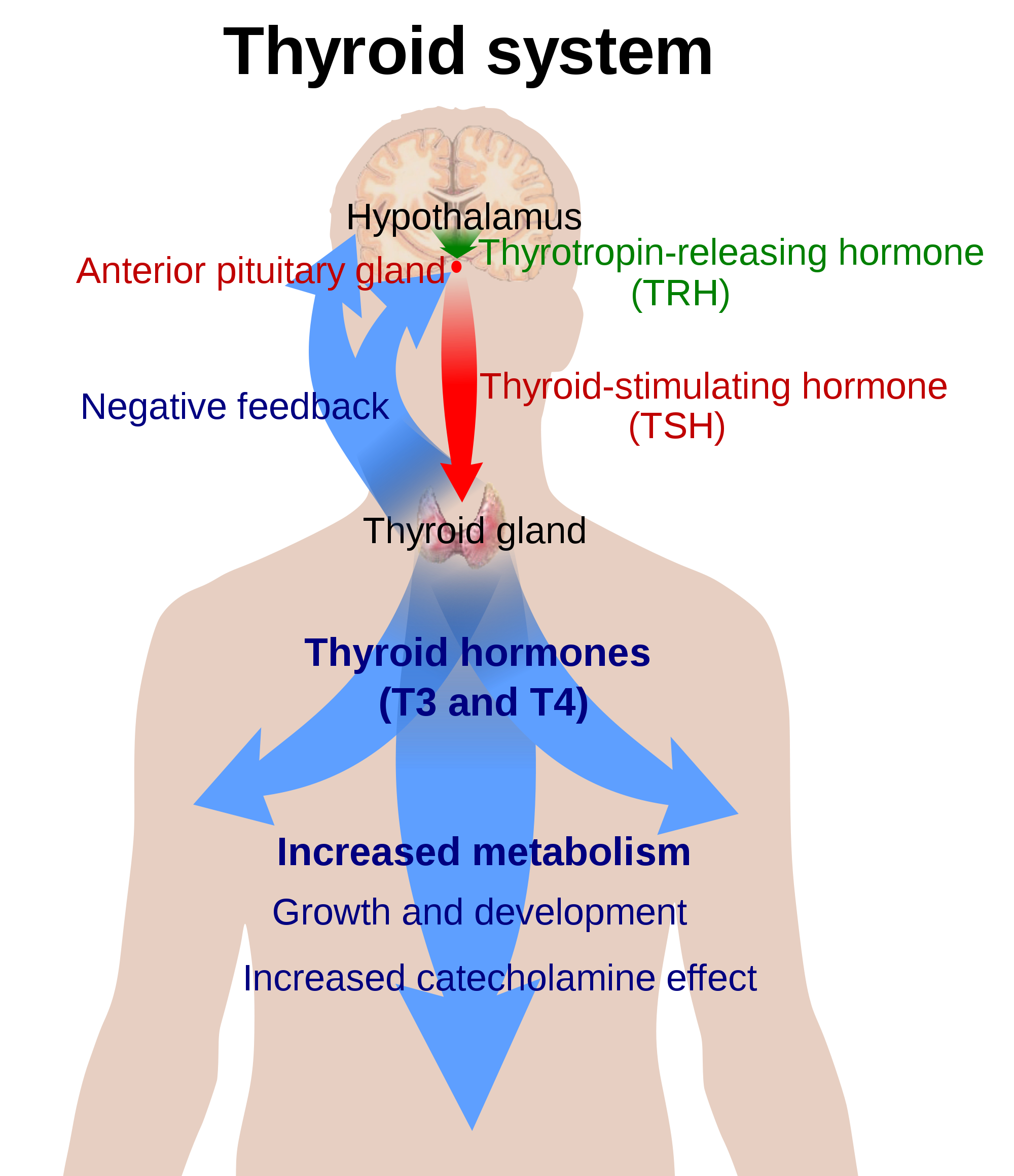 T3 / T4 Thyroid Hormone Effects