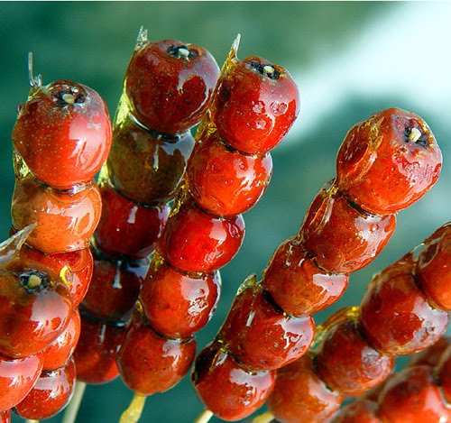 Chinese Hawthorn Berry - Epicatechin