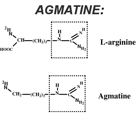 Agmatine and Arginine