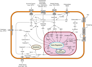 Cytokine Signal Transduction