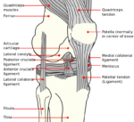 Knee Ligaments
