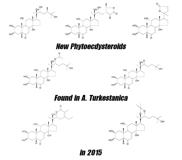 A. Turkestanica New Phytoecdysteroids 2015