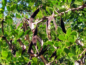 Acacia Rigidula BMPEA