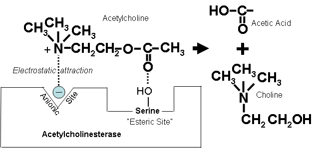 Acetylcholinesterase