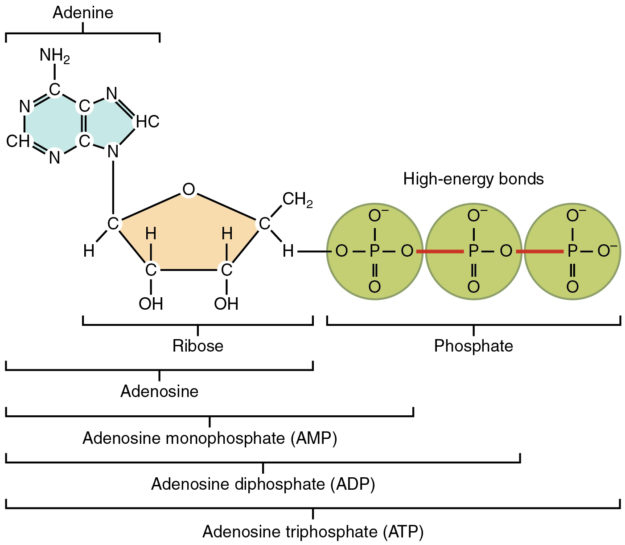 Adenosine Triphosphate ATP Structure