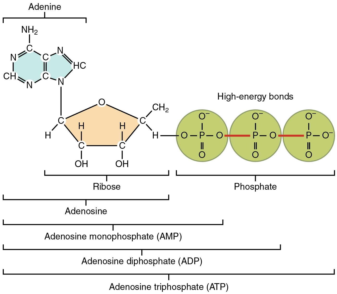 Adenosine Triphosphate ATP Structure