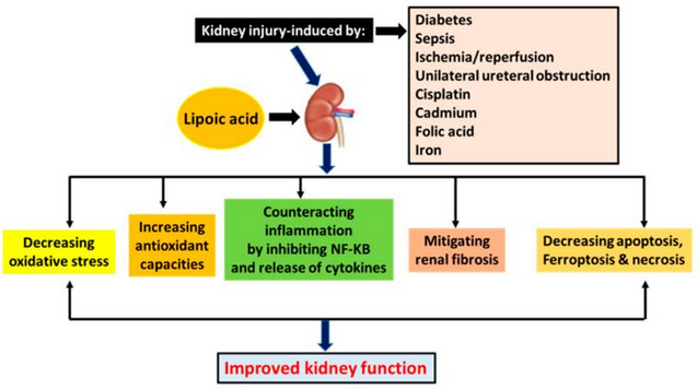 ALA can protect and enhance kidney function