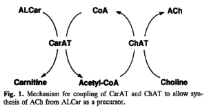 ALCAR Choline Acetylcholine Synthesis