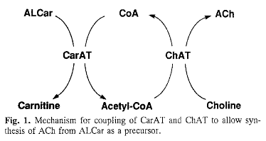 ALCAR Choline Acetylcholine Synthesis