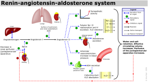 Interesting: Could aldosterone's water retention be helping with joints when increasing nandrolone levels? Image courtesy Wikimedia