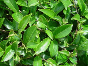 Allmax Rapidcuts Thermo Non Stim Fat Burner Green Tea Leaves