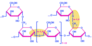 Alpha 1-6 Glycosidic Bond