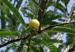 Amla Indian Gooseberry Phyllanthus Emblica