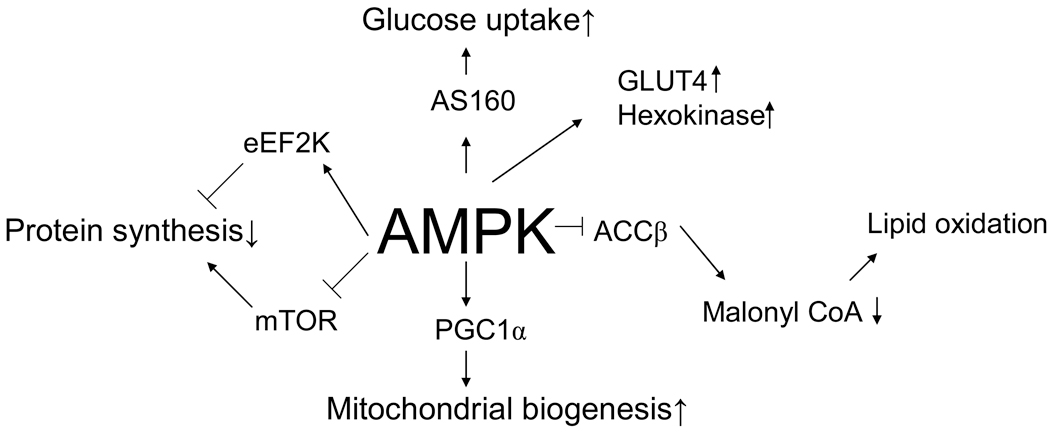AMPK Biological Roles