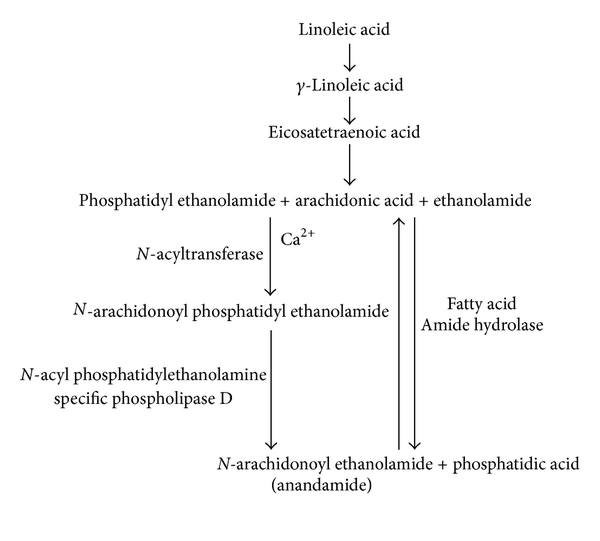 Anandamide Synthesis Pathway