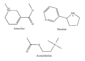 Arecoline Nicotine
