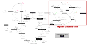 Arginine Biosynthesis System