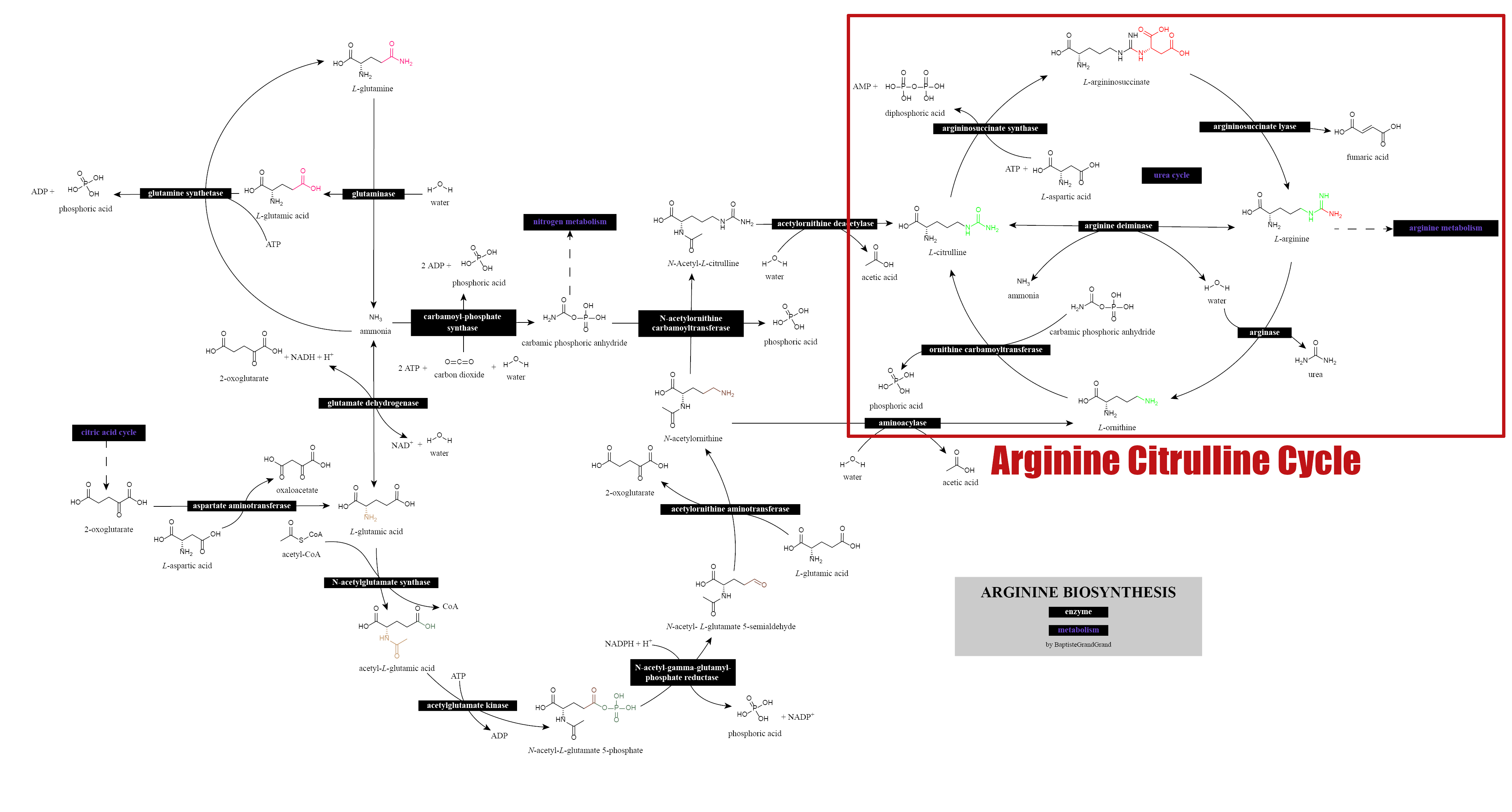 Arginine Biosynthesis System