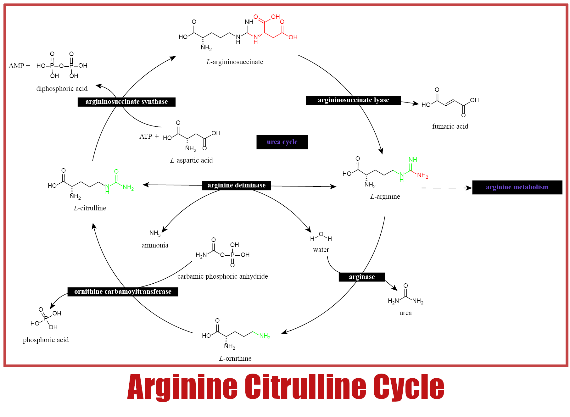Arginine Citrulline Cycle