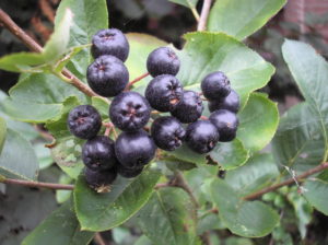 Aronia Berries
