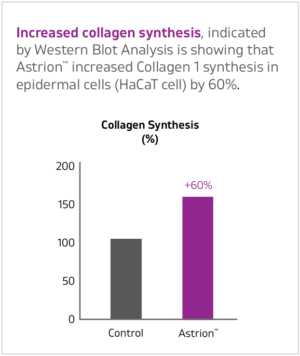 Astrion Collagen Synthesis