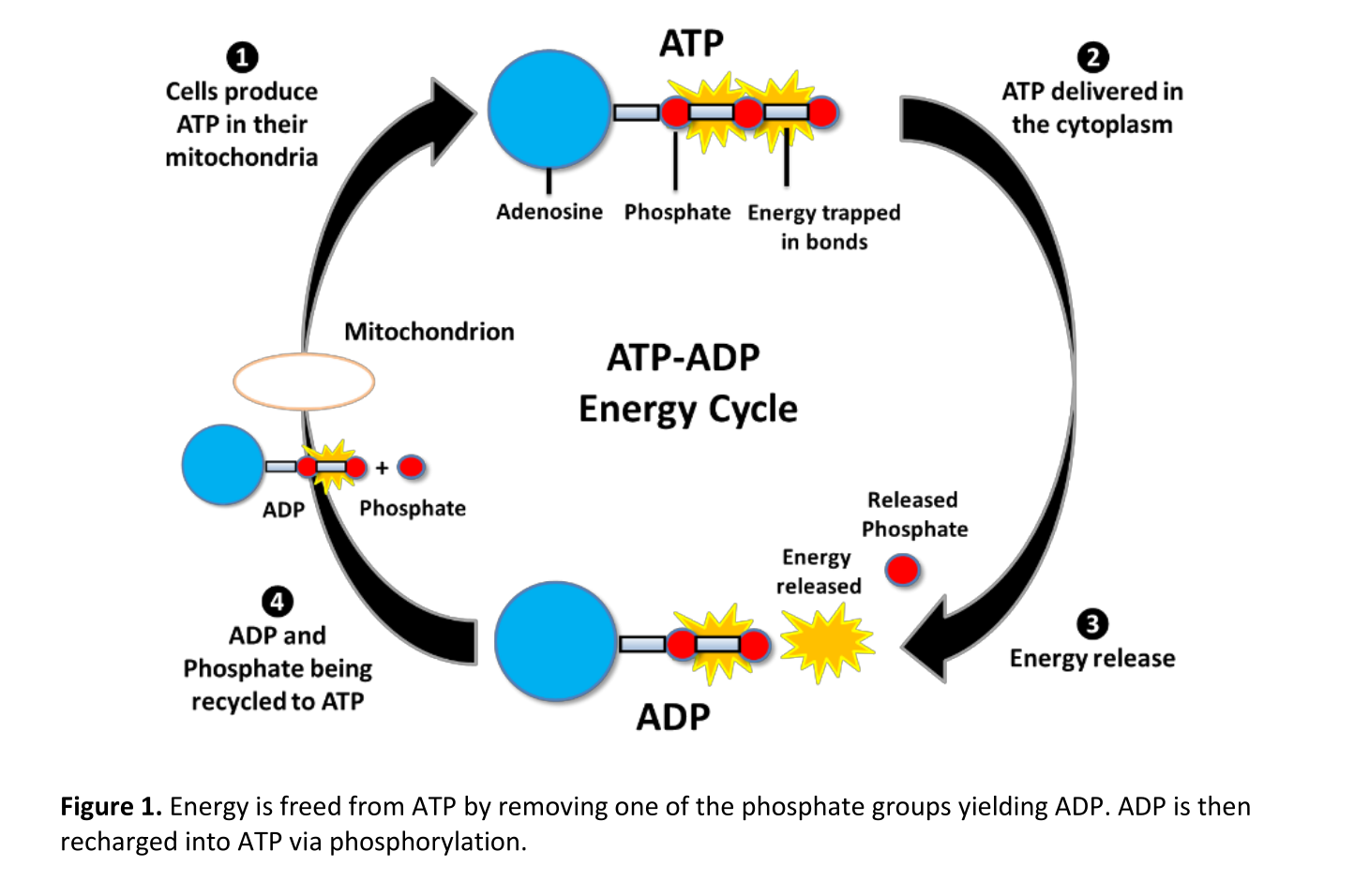 ATP ADP Energy Cycle