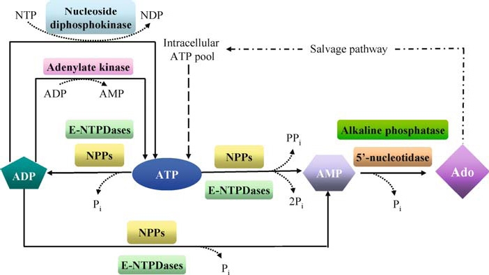 ATP AMP Salvage Pathway