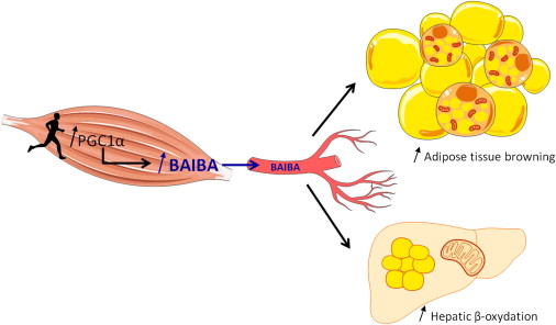 Beta 3 Agonists And Weight Loss