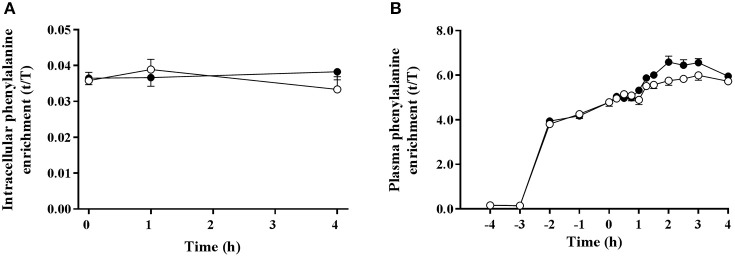 BCAA Supplementation Fails to Stimulate Muscle Protein Synthesis After Resistance Training