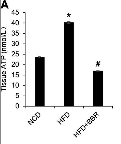 Berberine ATP Consumption in Intestinal Tissue