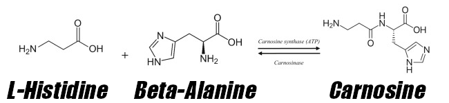 Beta Alanine Carnosine