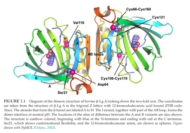 Beta-Lactoglobulin Protein Diagram
