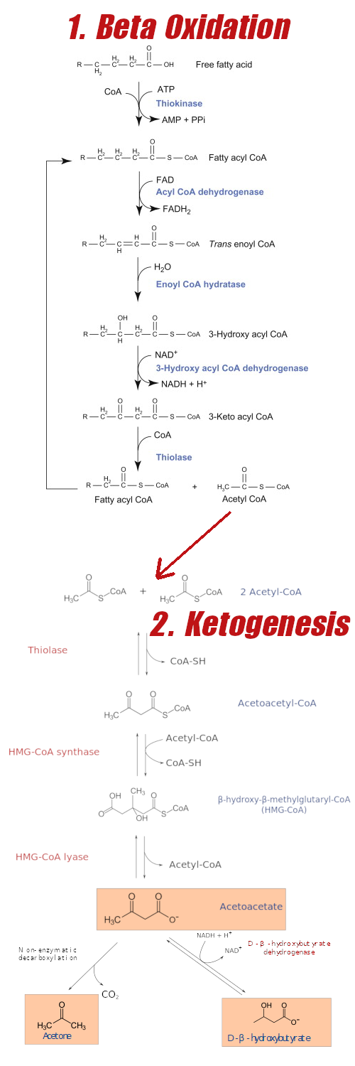Beta Oxidation Ketogenesis BHB