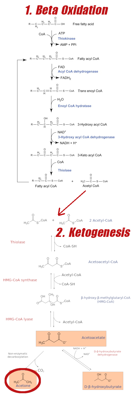 Beta Oxidation Ketogenesis