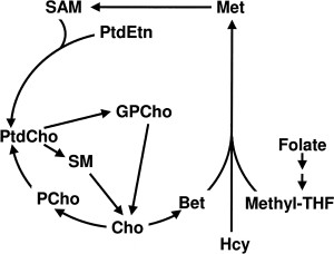 Betaine Metabolic Pathway