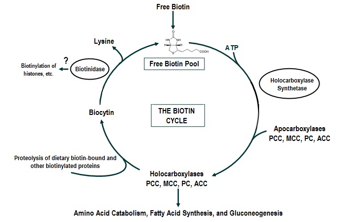 Biotin Cycle