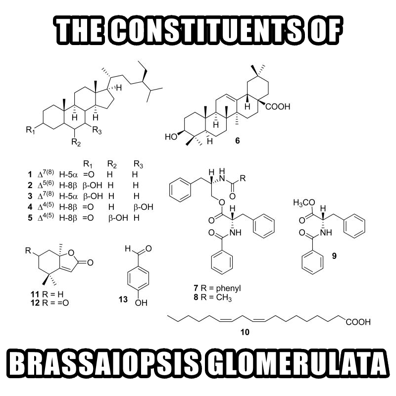 Brassaiopsis Glomerulata