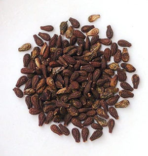 Bryonia Laciniosa Seeds