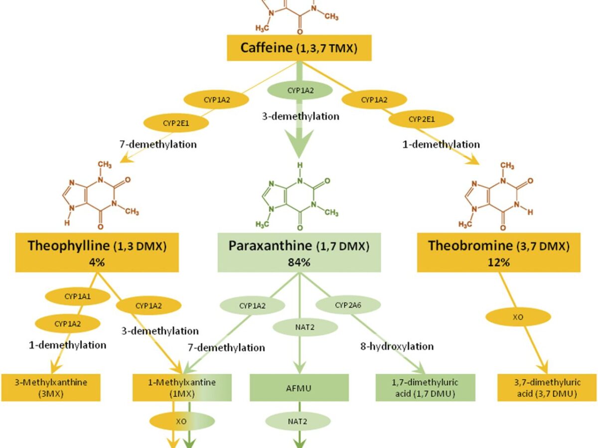 huberman acetyl l carnitine Amazon.com: Designs for Health Acetyl L-Carnitine Capsules 800mg -  Energizing Brain Support